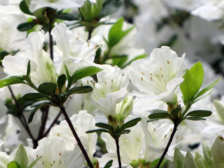 a cluster of white flowers are blooming near green leaves