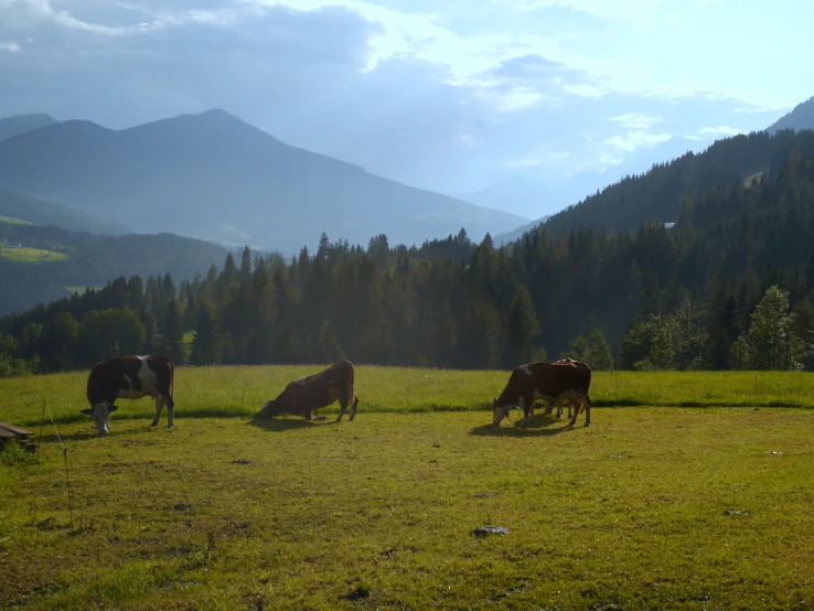 four cattle are eating in an open pasture