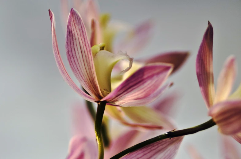 a cluster of orchids sits in a vase