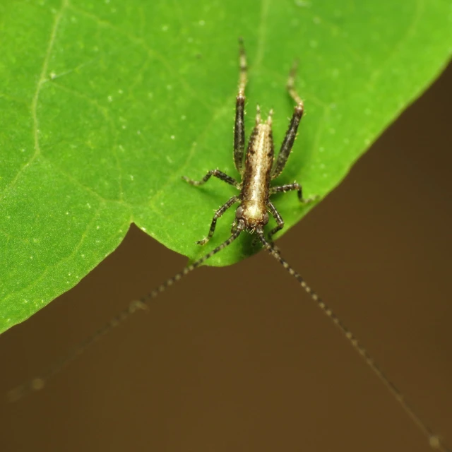 a small insect on a large green leaf