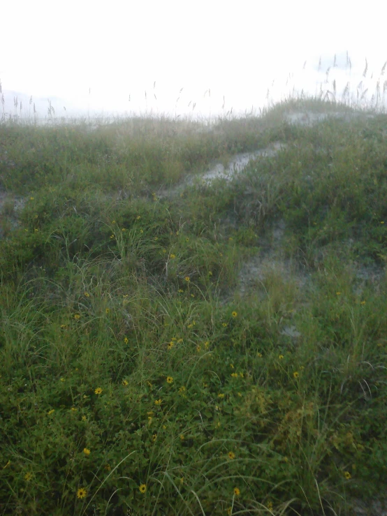 fog over the ground has flowers and grass on it