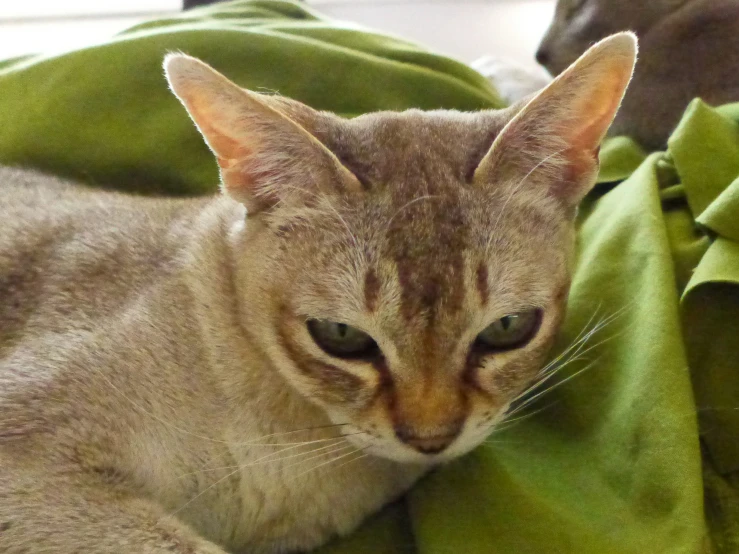 a small cat that is laying down on a blanket