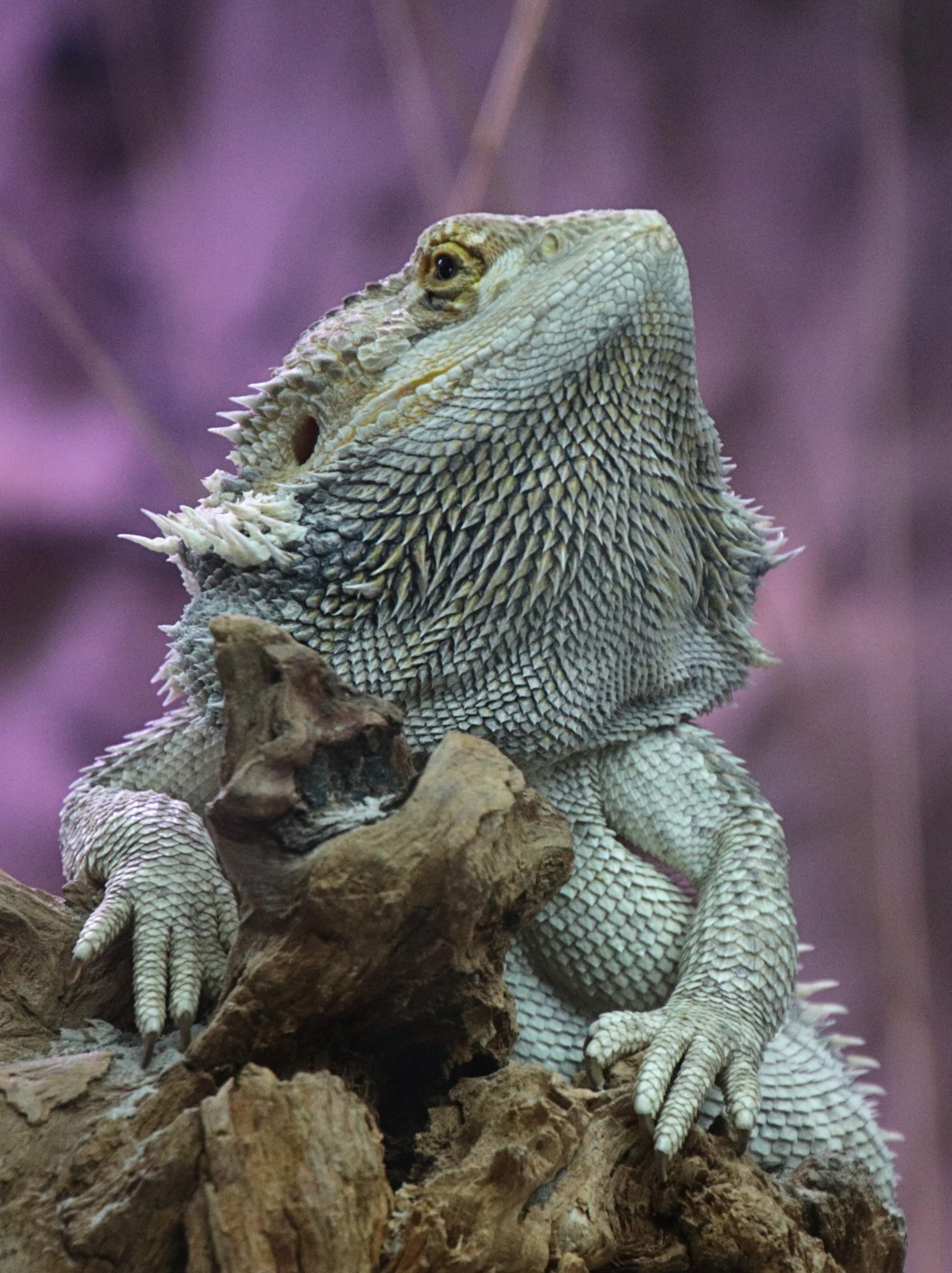 an iguana sits on a rock in front of some purple foliage
