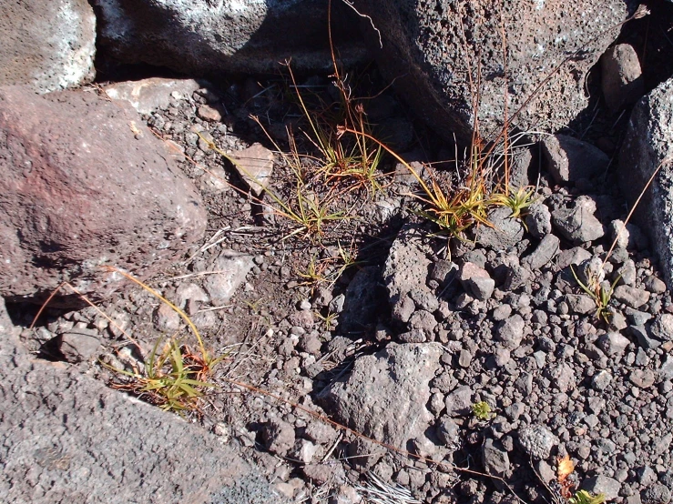 a plant growing out of some rocks on the ground