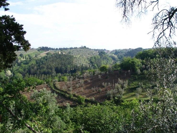 there are many trees growing on the hill