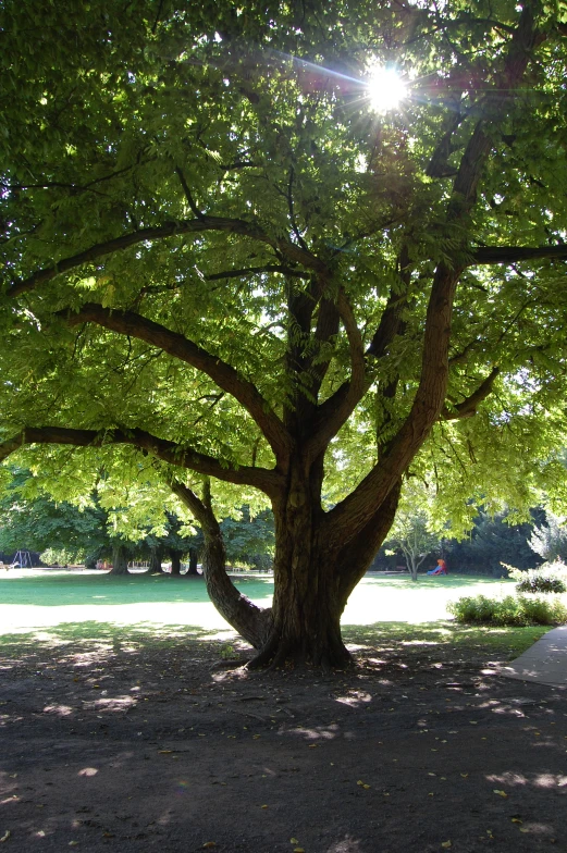 large oak tree with sunbeams in front of it