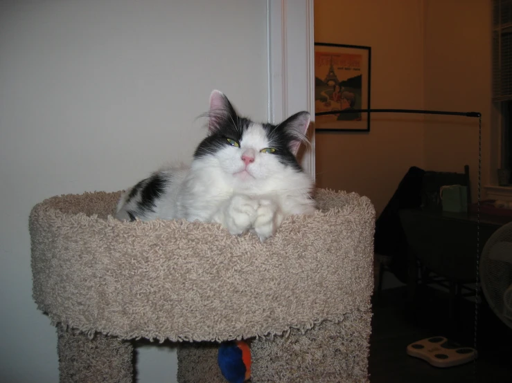 a cat sitting on top of a scratching board