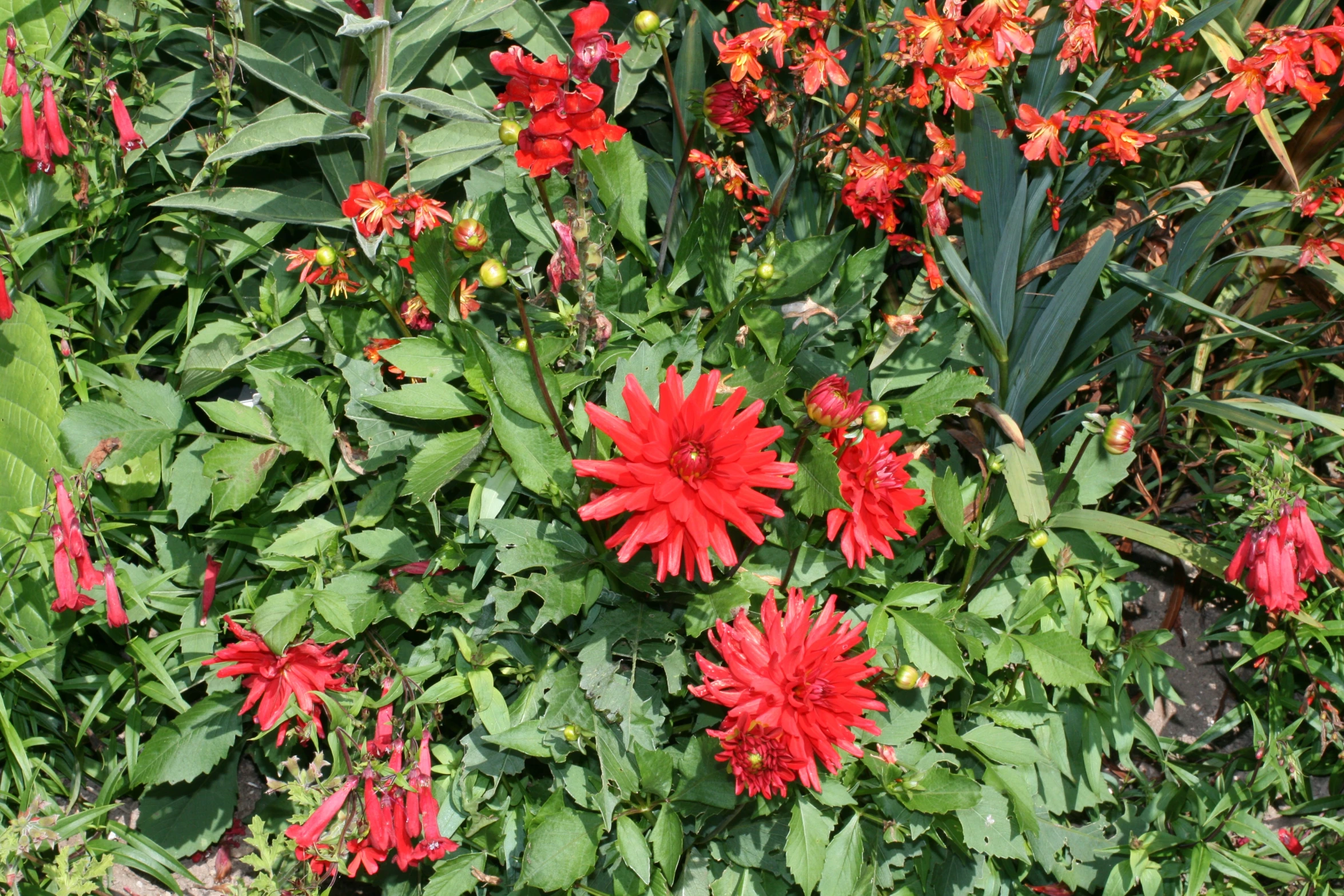 flowers are in the background and a plant is in the foreground