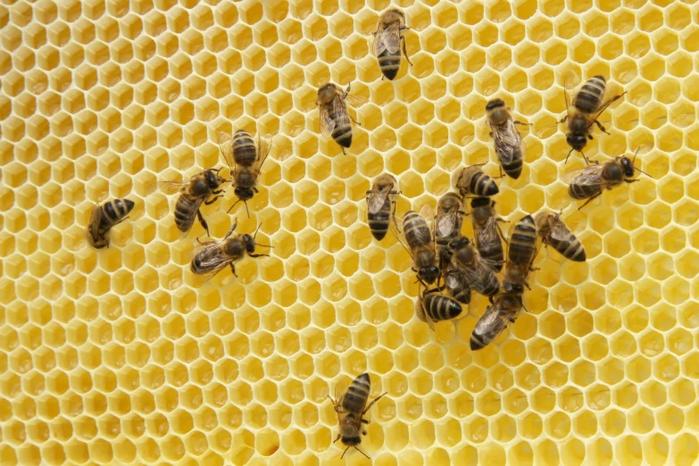 bees are on a honeycomb in their hivebox