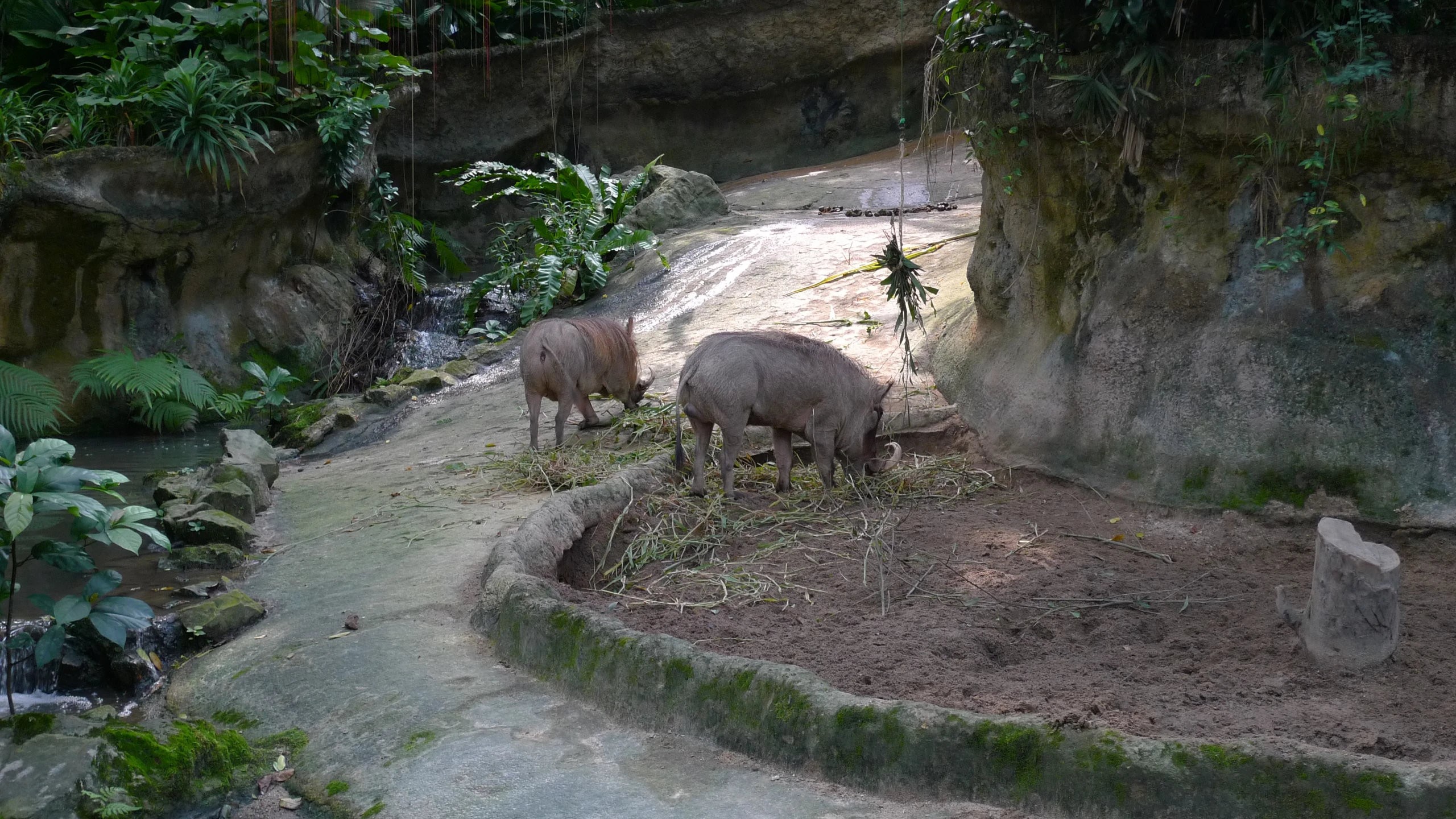 a couple of animals standing in a grass covered area