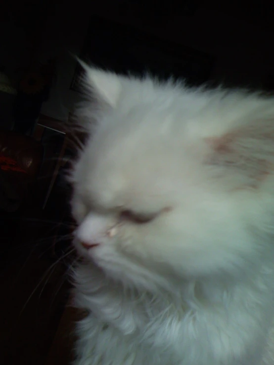 a fuzzy, white cat looks very creepy