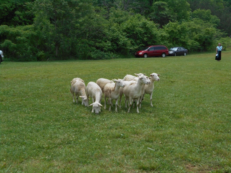 a herd of sheep in a grass field