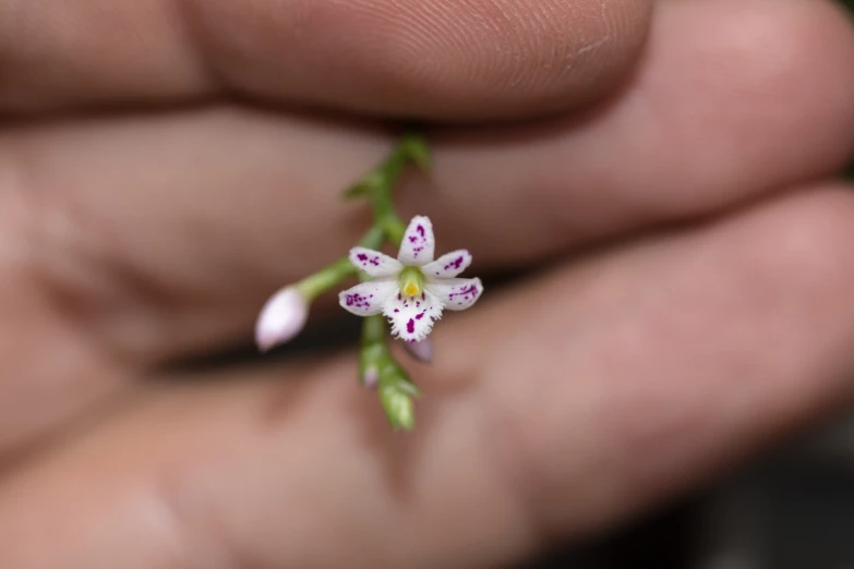 closeup of a tiny flower in someone's hand