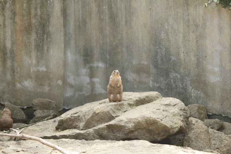 a small bear stands on the rocks in his enclosure
