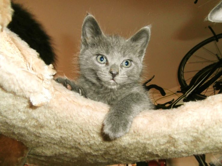 a kitten is sitting in the end bed of a cat bed