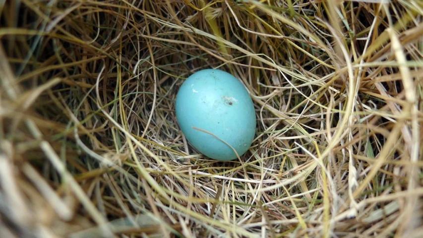 a closeup view of an egg in the grass