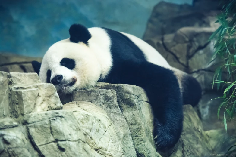 the panda bear is laying down on the rocks