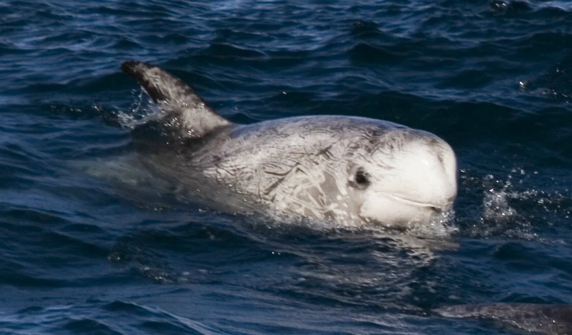 the white animal is swimming with his head submerged in water