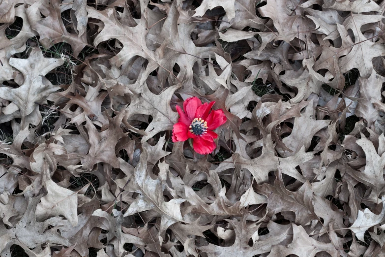 a single red flower is surrounded by grey leaves