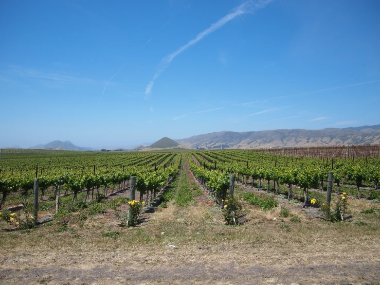 a large field with rows of g bushes