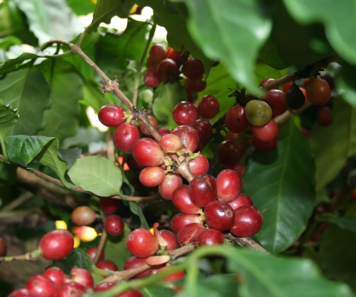 berries growing on a tree in the sunlight