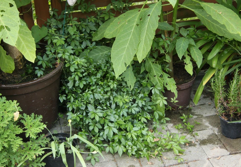 various plants growing around each other in pots