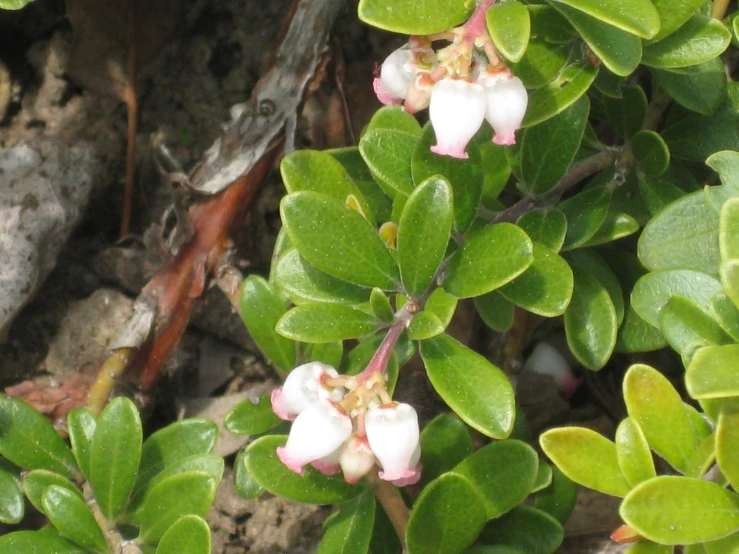 a picture of flowers growing on the ground