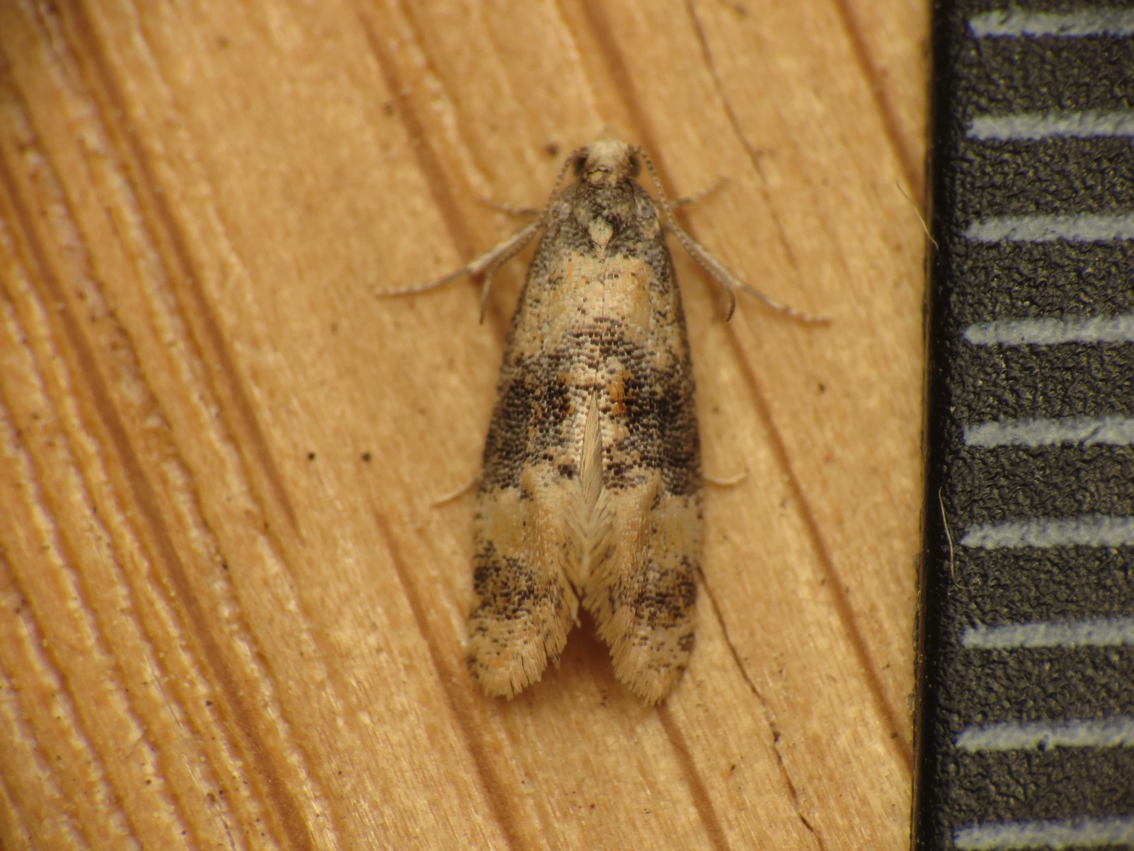 a close up of a moth sitting on top of a wooden surface