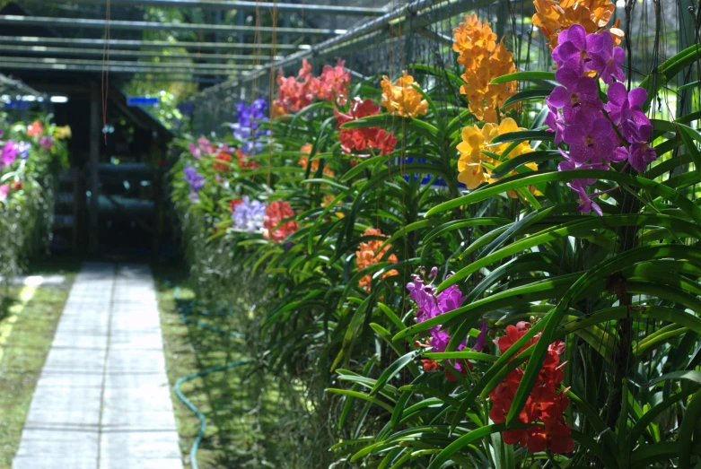 flowers are blooming in the green house garden