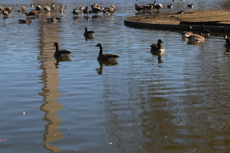 ducks and their babies are swimming in the pond