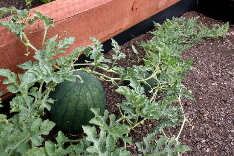 a watermelon sitting by the edge of a garden