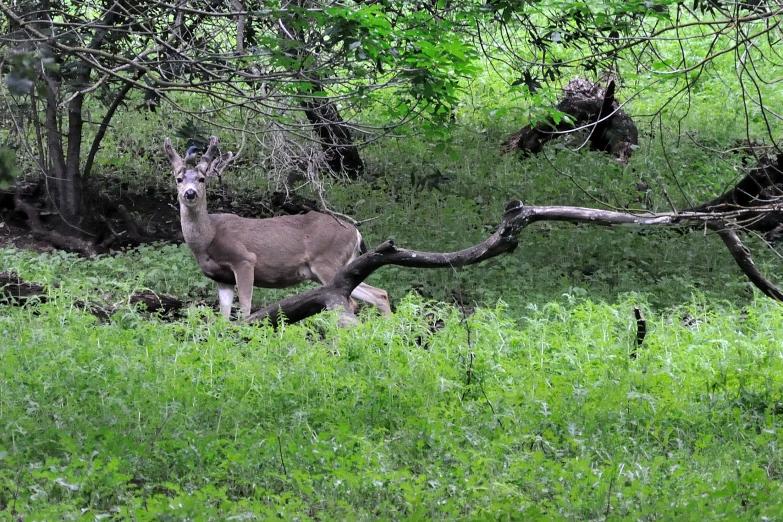 the animals are roaming the green field near trees