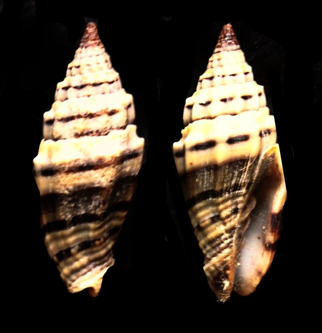 a close up of two seashells on a black background