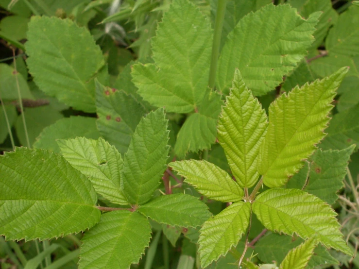 closeup of some green leaves on a plant