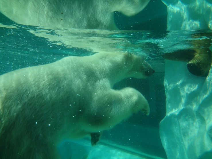 two polar bears are swimming in the water