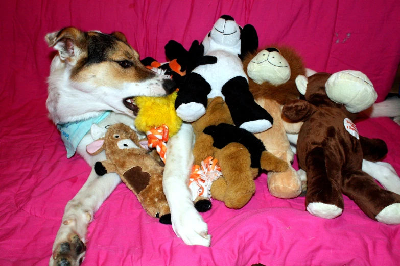 this is an image of a dog sleeping on blankets with his stuffed animals