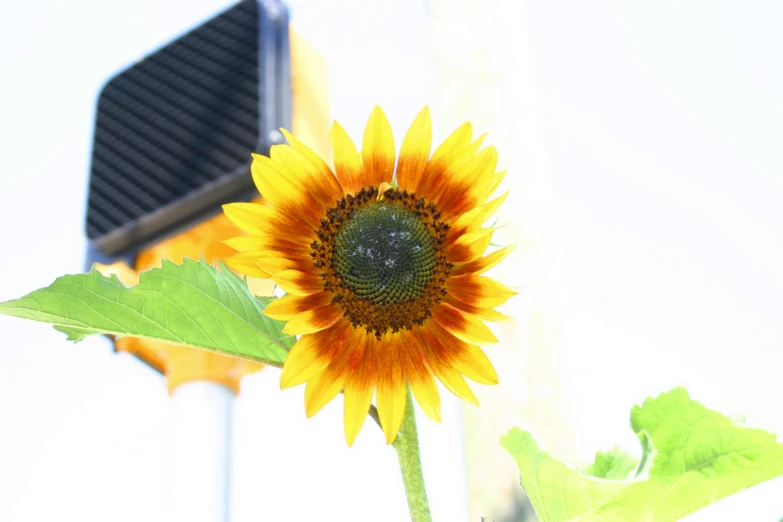 an up close s of the yellow flower