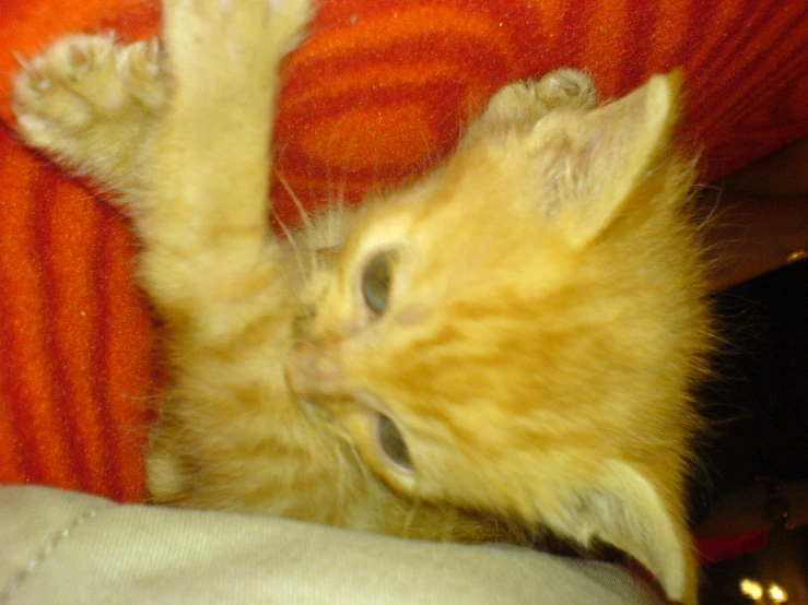 a small yellow kitten is playing with a blanket
