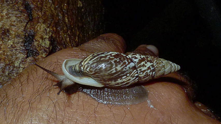 the small snail is standing on someone's arm