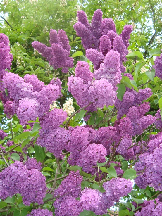 purple flowers on tree nches with green leaves