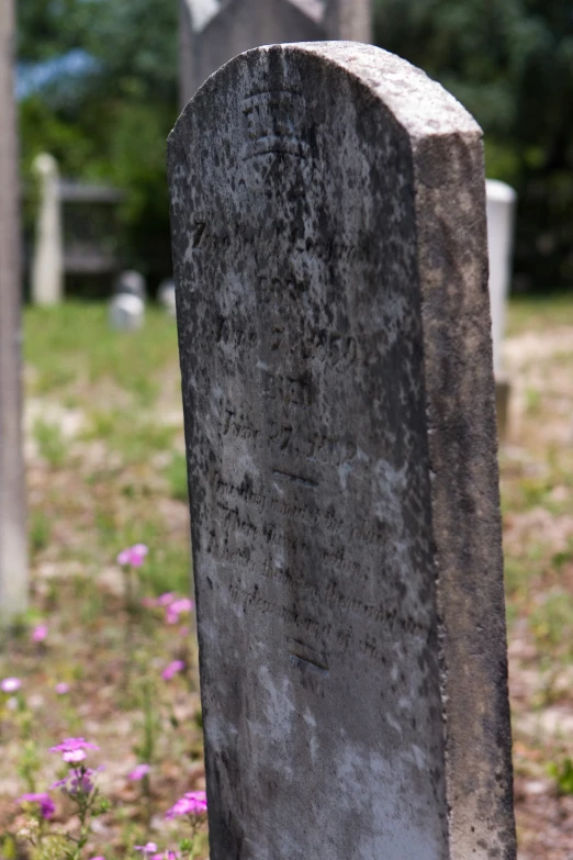 headstone of unknown people on a grave circle with small pink flowers