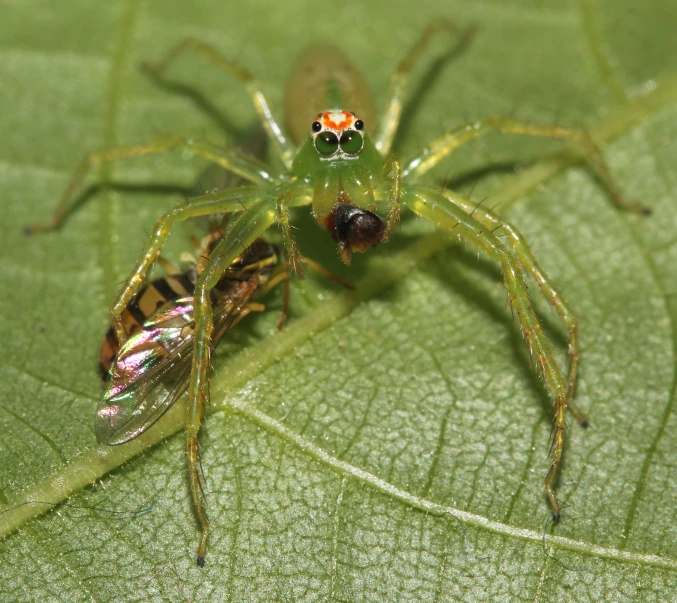 a spider that is sitting on a leaf