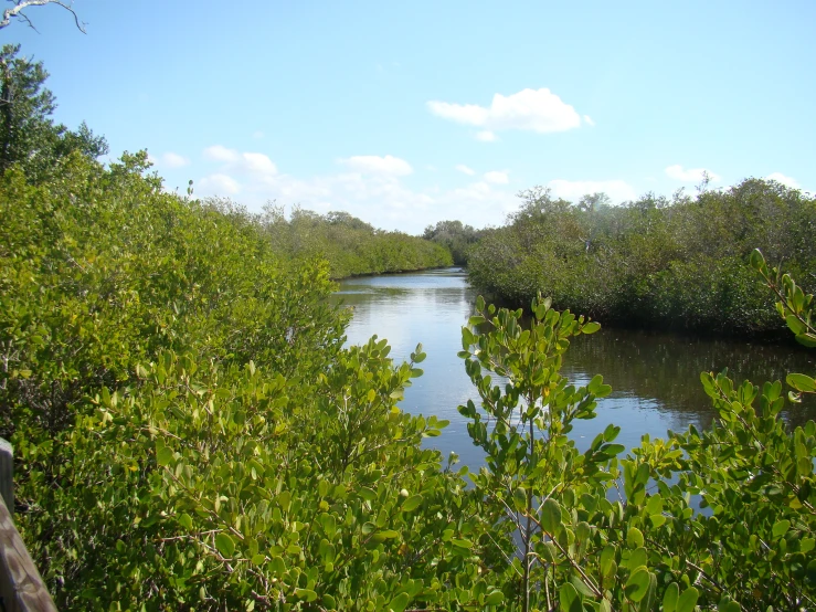a river is running through the mangroves