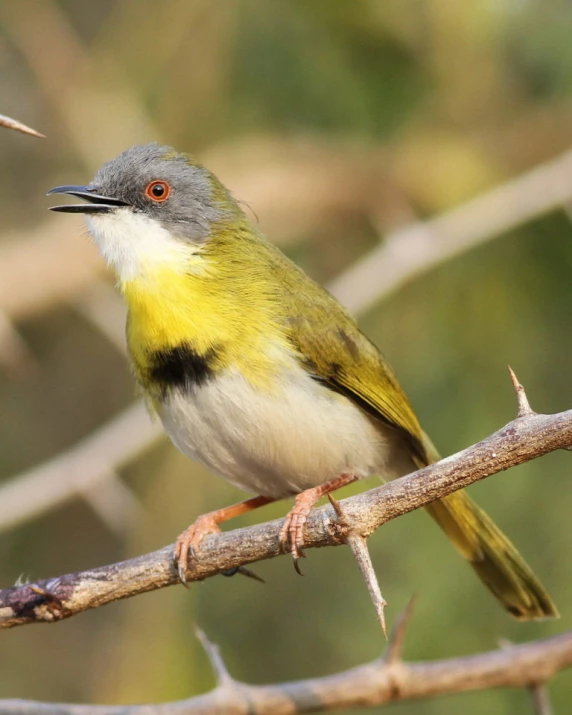 a little yellow bird standing on a nch