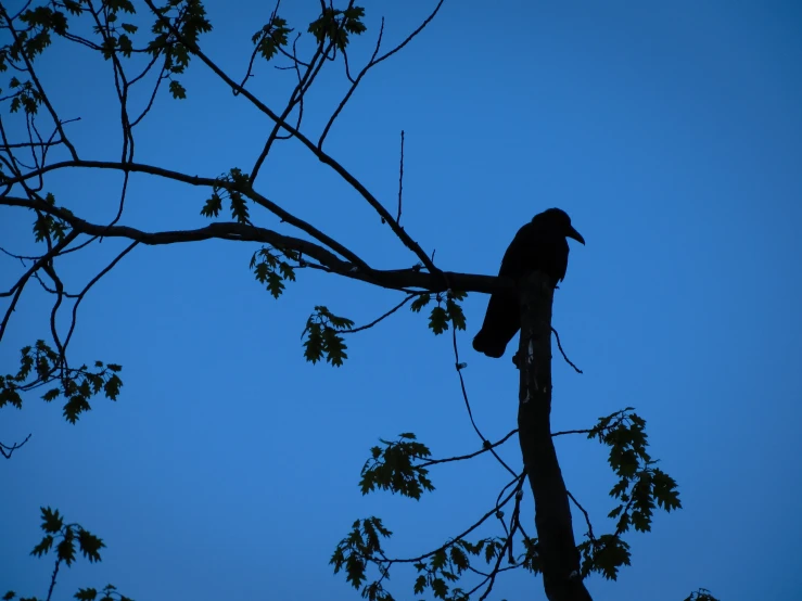 a bird sitting on top of a tree nch