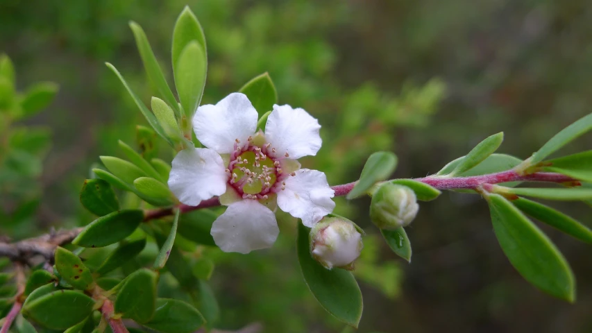 a flower is opening its buds and blossom