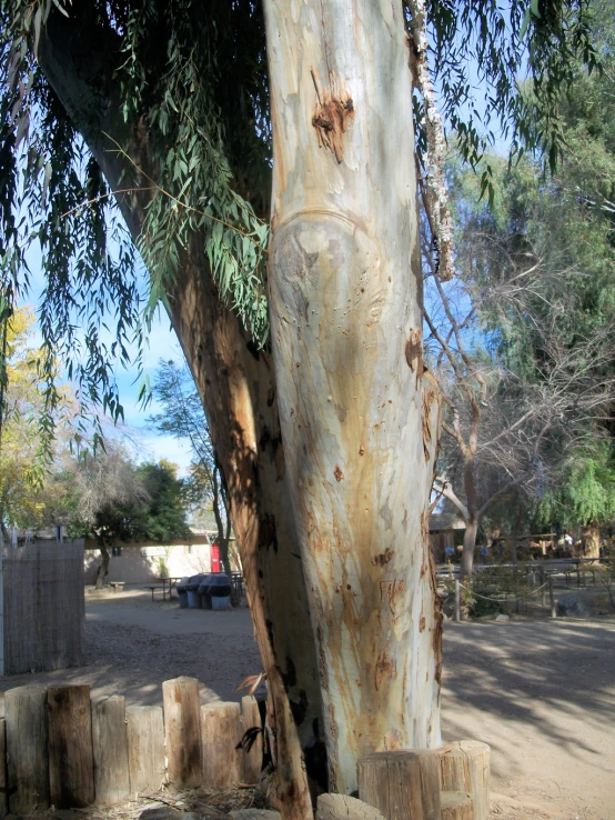 the old bark on the tree looks like it is peeling