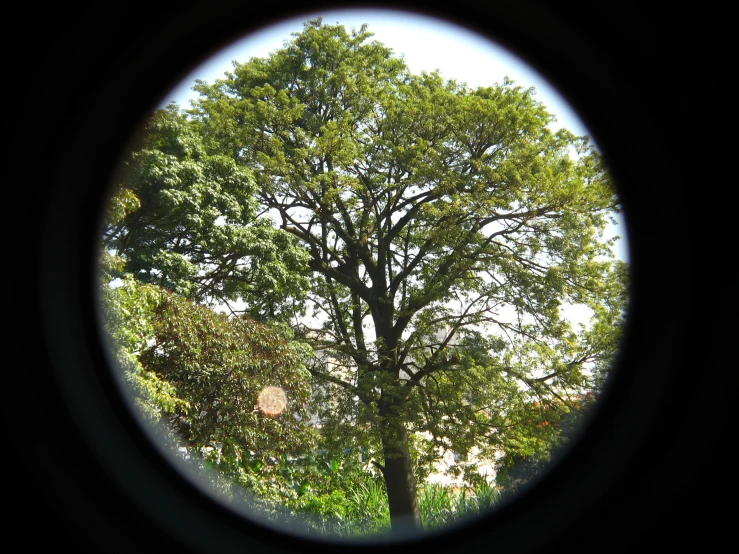 a tree through a circular looking glass