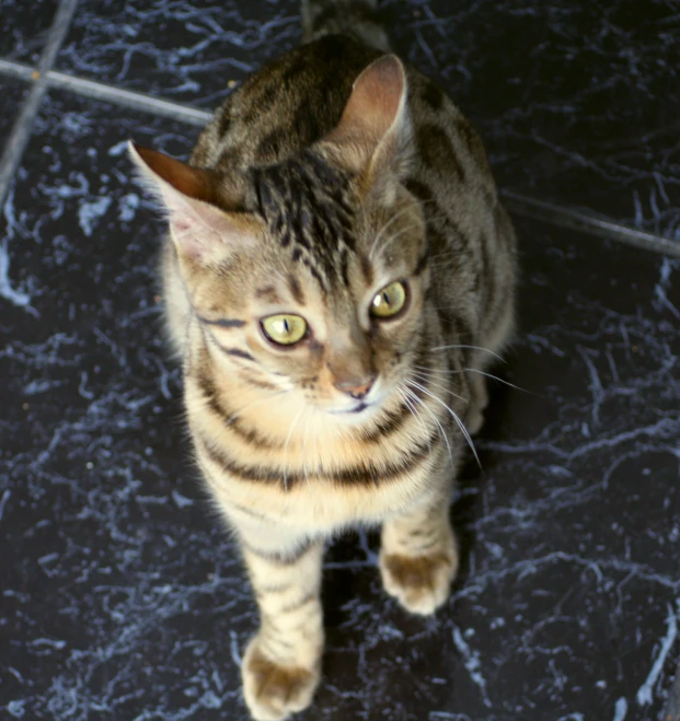 a cat on a blue tile floor stares at soing