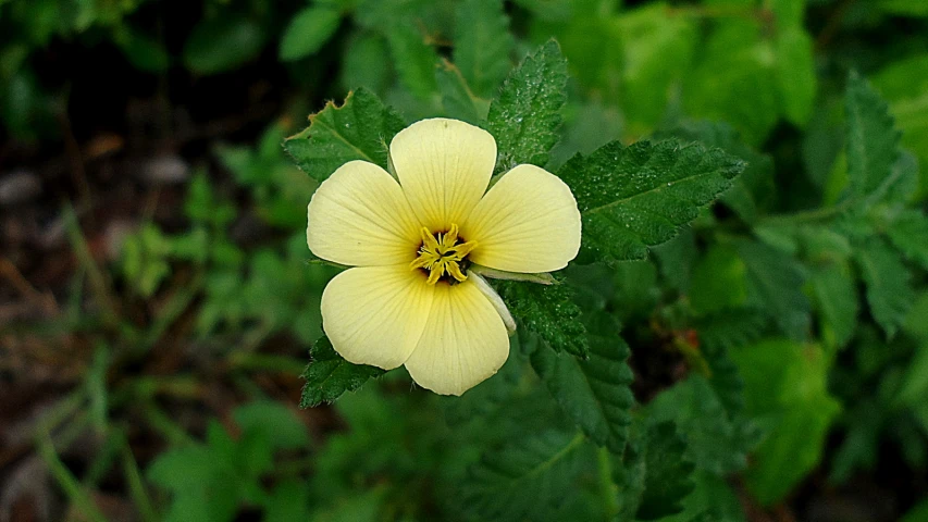 a yellow flower with green leaves in the background